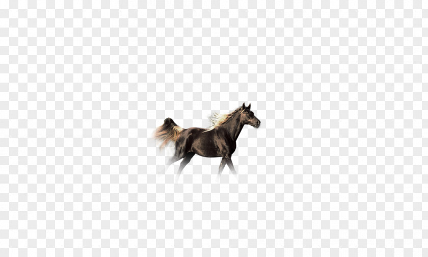 Horse Pet Tail PNG