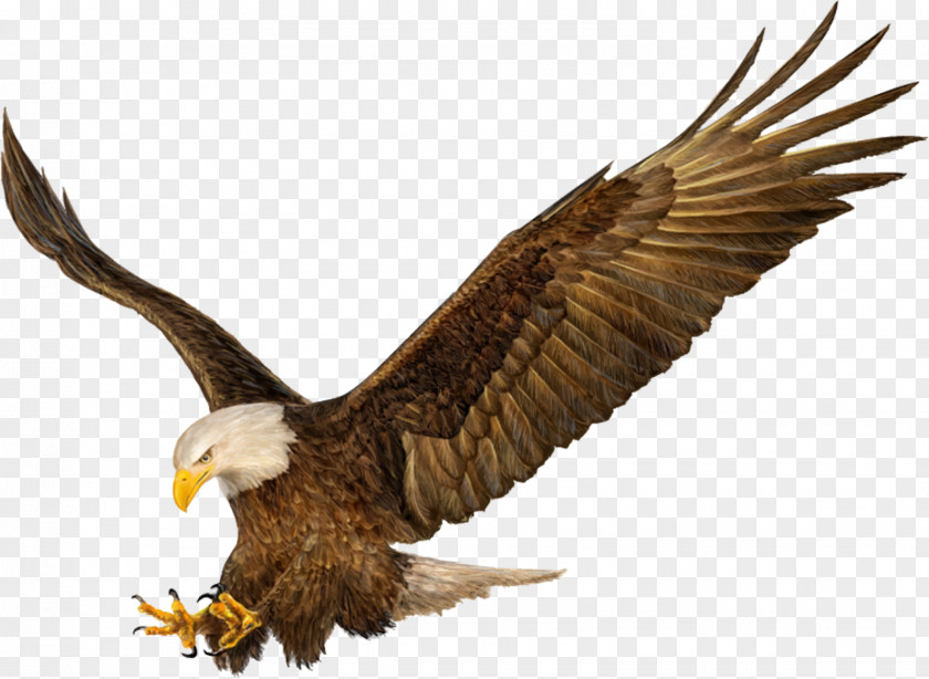 Painting Bald Eagle Drawing Hands PNG