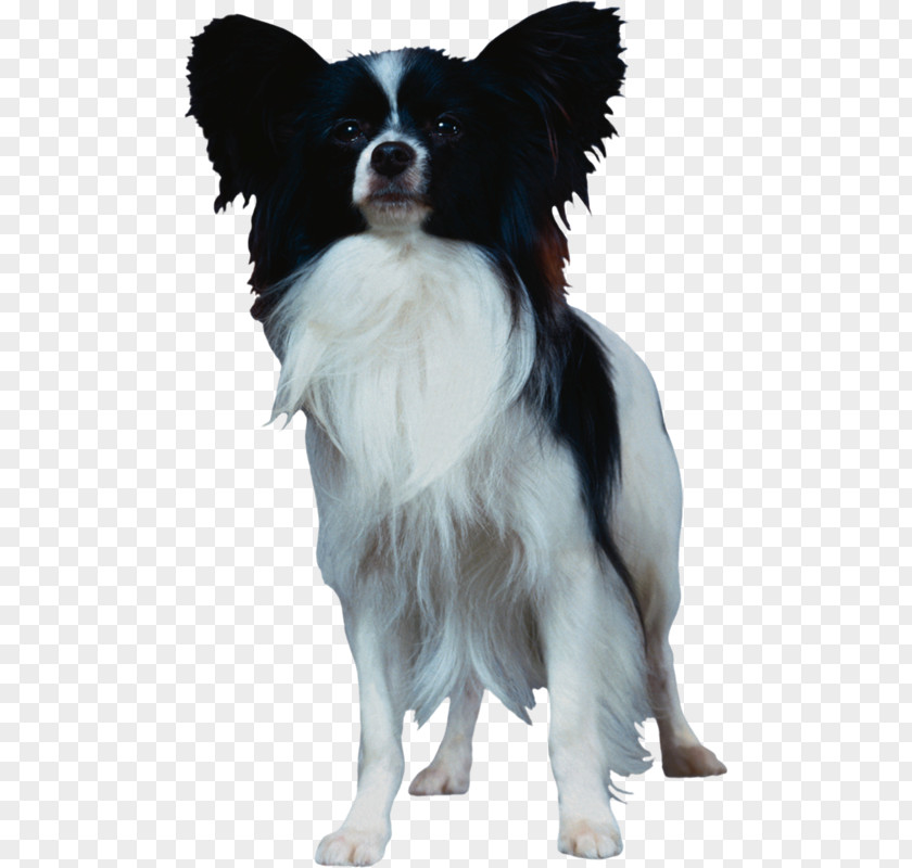 Papillon Dog Bernese Mountain Long-haired Chihuahua Pet Breed PNG
