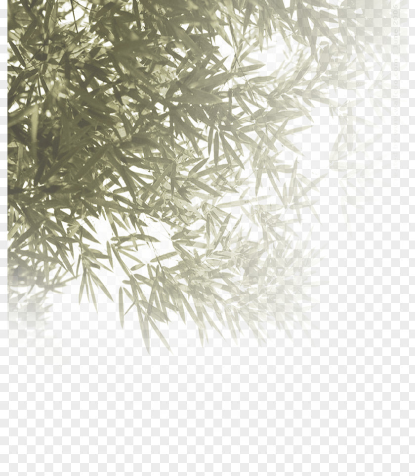 Bamboo Black And White Book Text Pattern PNG