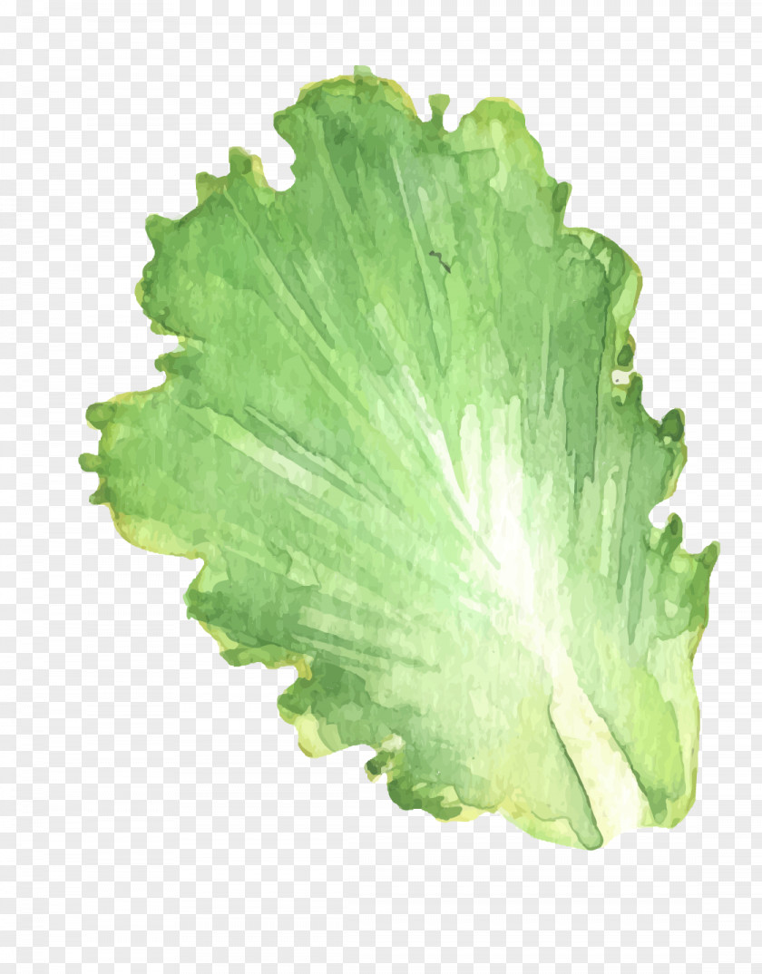 Vector Cabbage Leaves Leaf Vegetable Chinese PNG