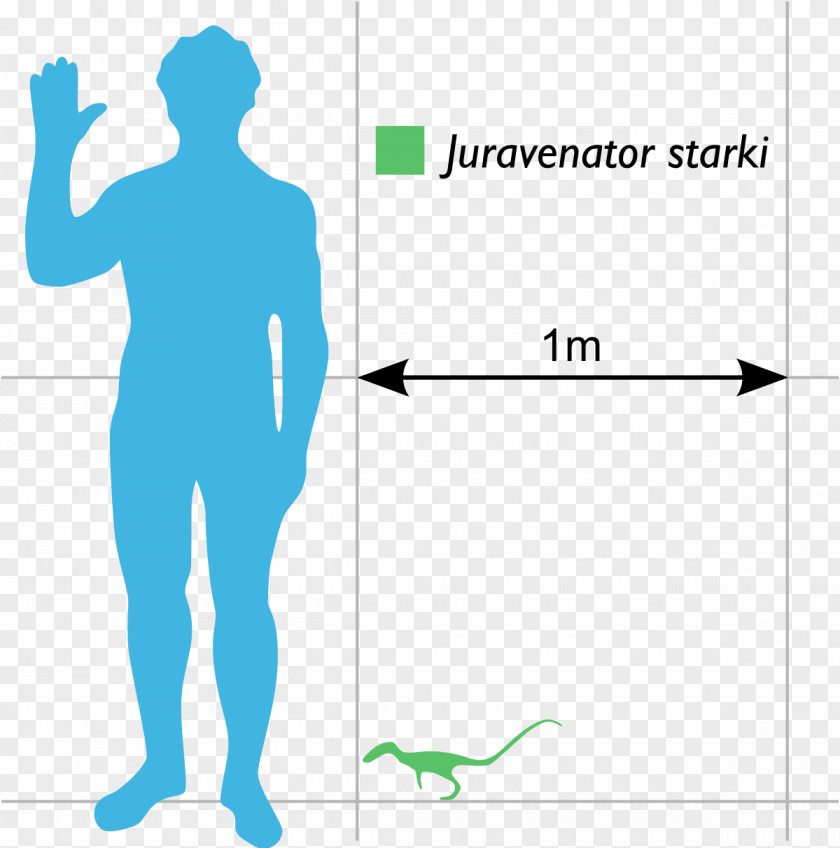 Bird Anchiornis Xiaotingia Sinosauropteryx Jinfengopteryx Aurornis PNG