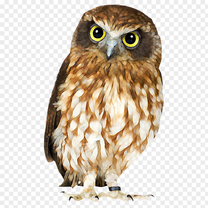 Bird Snowy Owl Southern Boobook Great Horned Morepork PNG