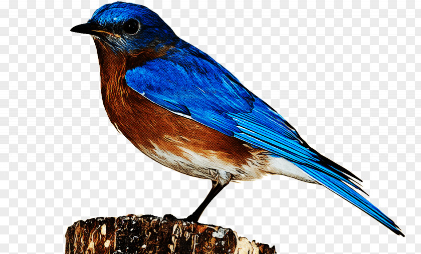 Eastern Bluebird Birds Western Mountain House Sparrow PNG
