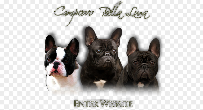 French Bulldog Toy Dog Breed Companion PNG