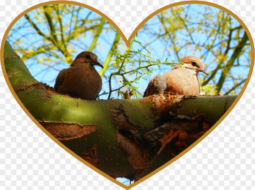 Love Birds Bird Fauna Animal Beak PNG