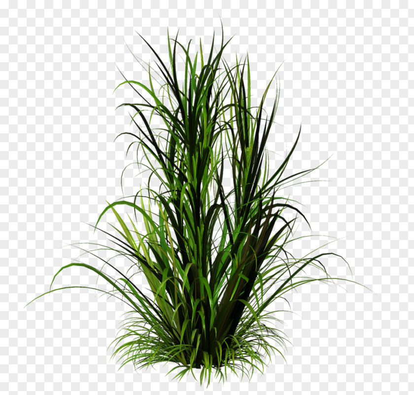 Plant Clip Art PNG