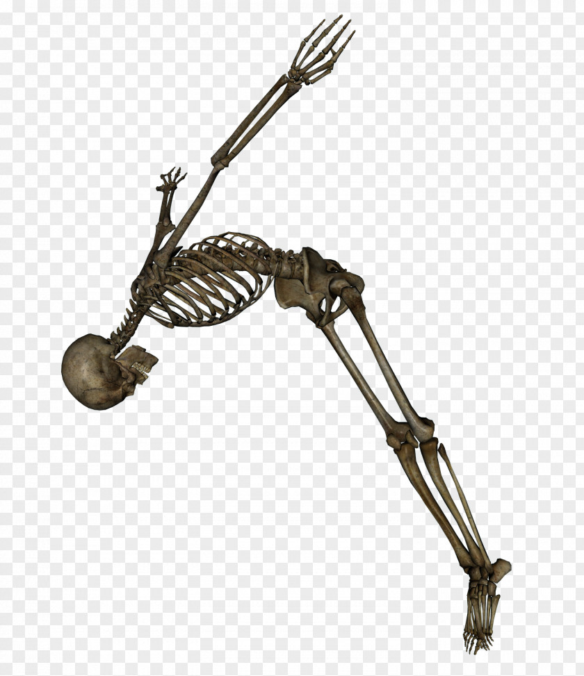 Skeleton Image Human Clip Art PNG