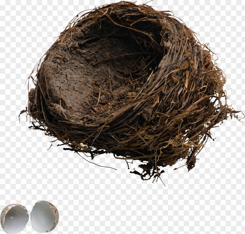 Bird Nest Edible Bird's PNG
