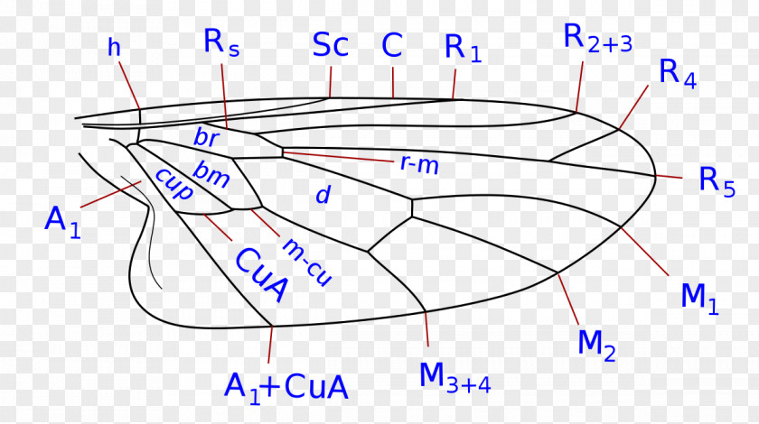 Design Drawing /m/02csf PNG