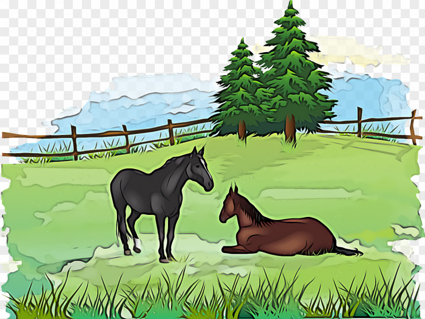 Foal Mustang Stallion Ecosystem Pasture PNG