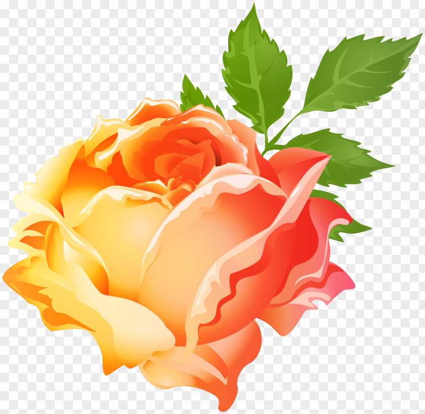 Orange Clip Art Image Garden Roses PNG