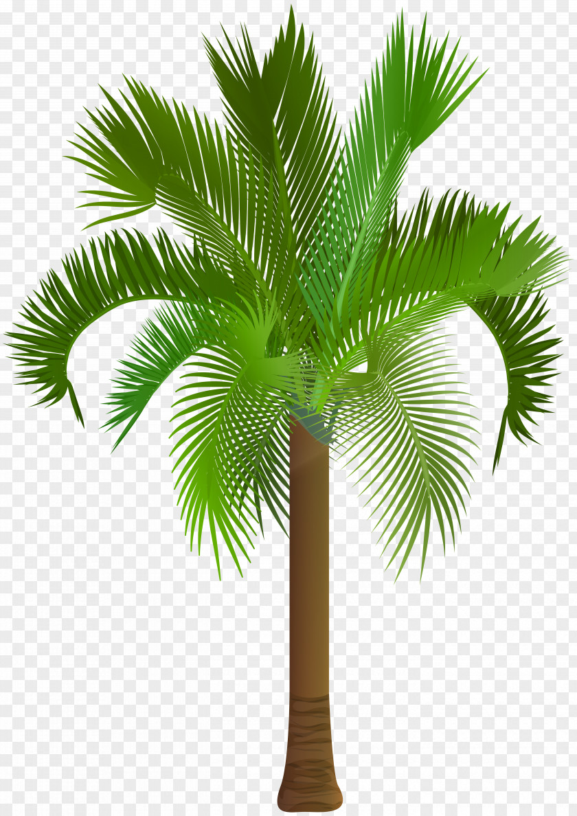 Palm Tree Clip Art Image Arecaceae Asian Palmyra PNG