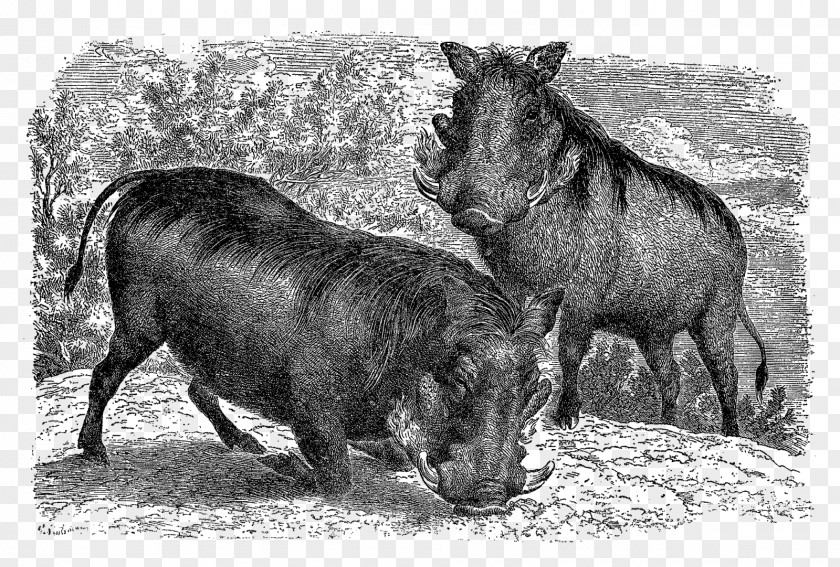 Pig Common Warthog Cattle Fauna Mammal PNG