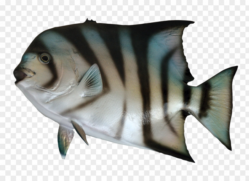 Spadefish Fish As Food PNG