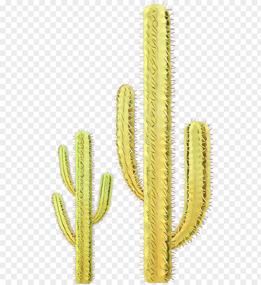Terrestrial Plant Flower Cactus Cartoon PNG