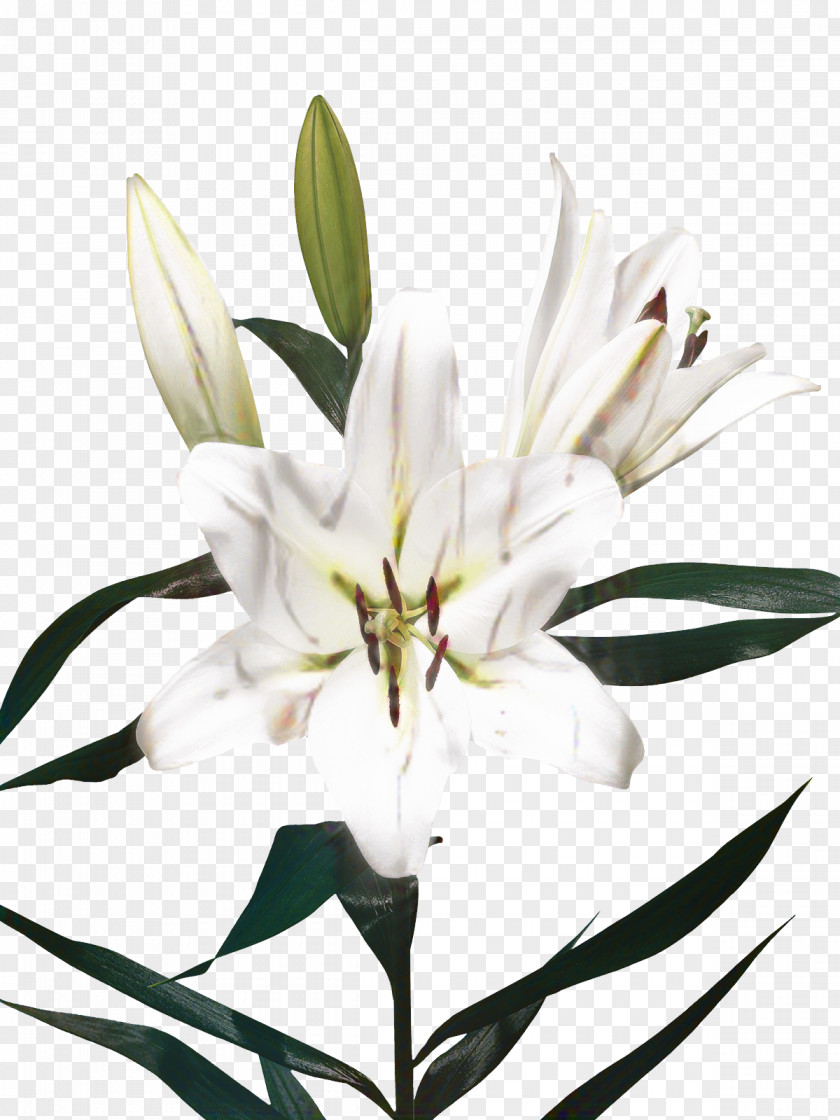 Wildflower Pedicel Black And White Flower PNG