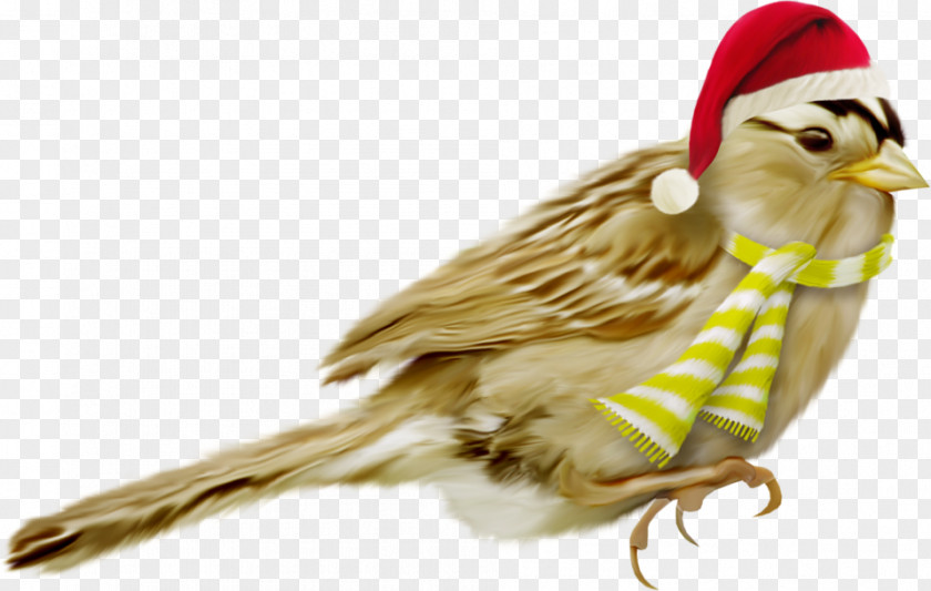 Bird Christmas Beak PNG