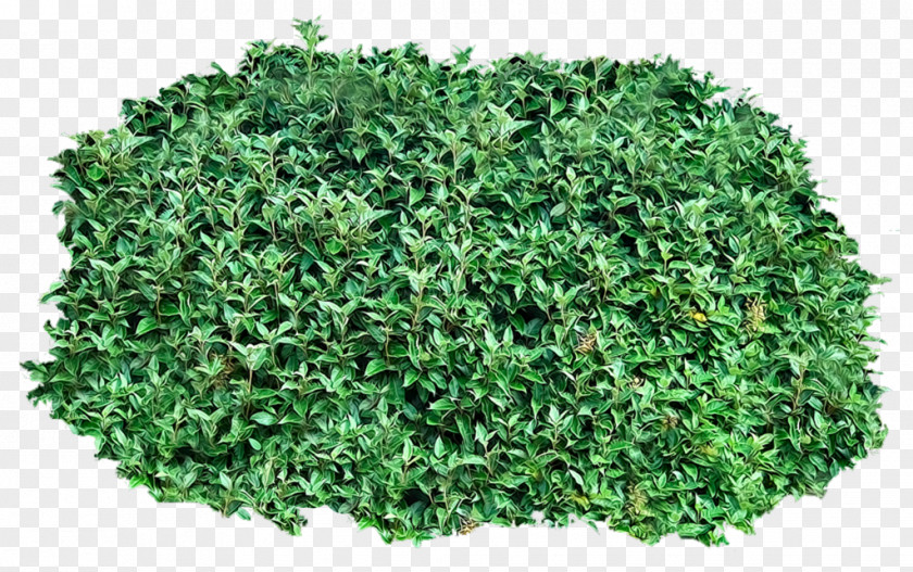 Bushes Clipart Shrub Clip Art PNG