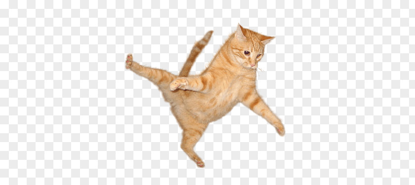 Cat Jump PNG Jump, orange tabby cat clipart PNG