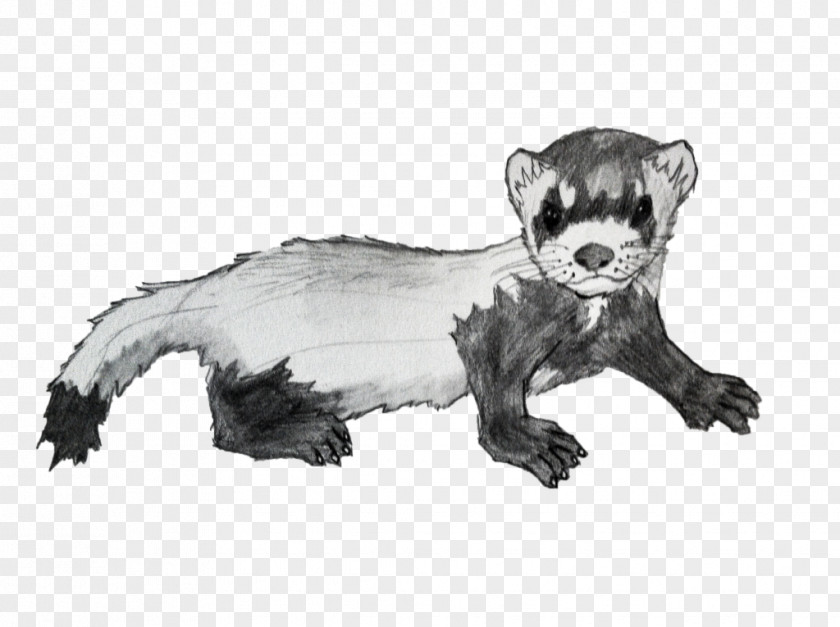 Ferret Mink Badger Animal Procyonidae PNG