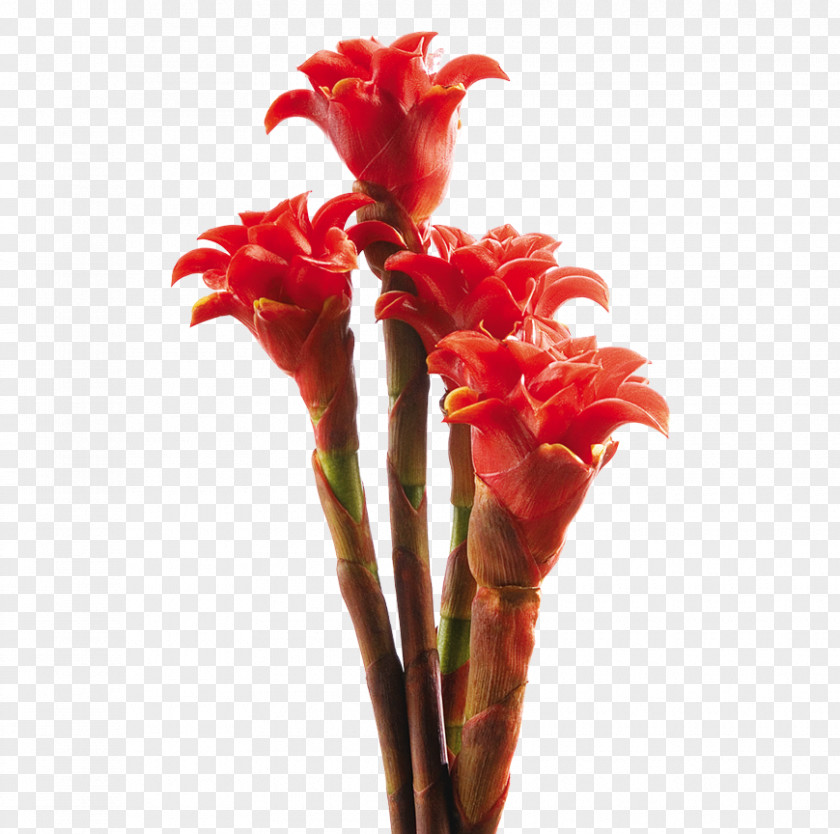 Flower Canna Flowerpot Lobster-claws Orange Lily PNG