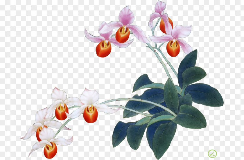 Flower Moth Orchids Irises PNG