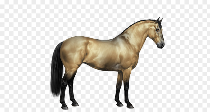 Painted Horse Appaloosa Howrse Knabstrupper Arabian Mustang PNG
