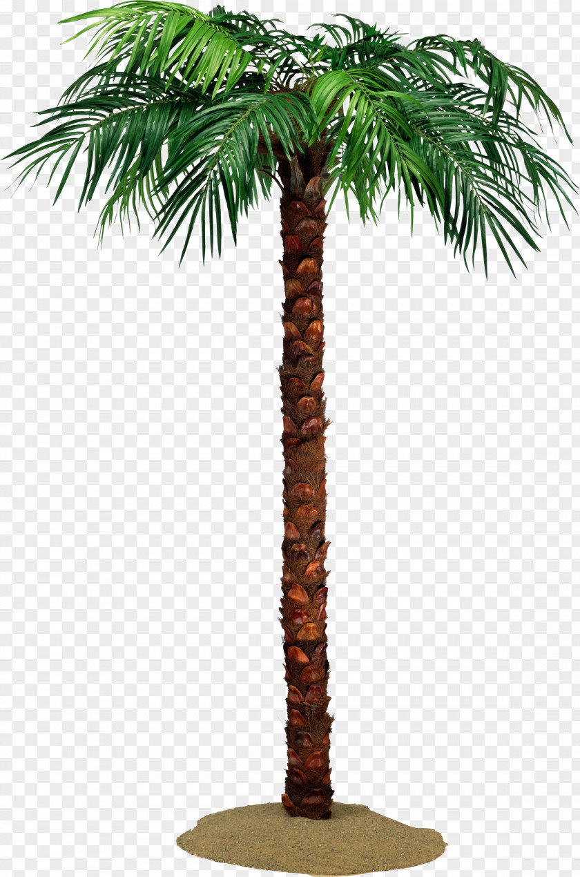 Palm Tree Arecaceae Crown Date Palms Raffia PNG