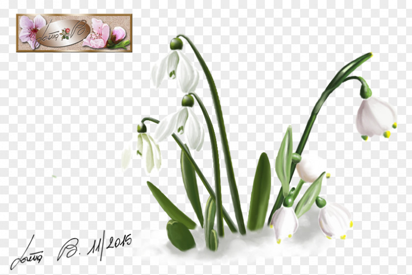 Snowdrop Cut Flowers Plant Floral Design Floristry PNG