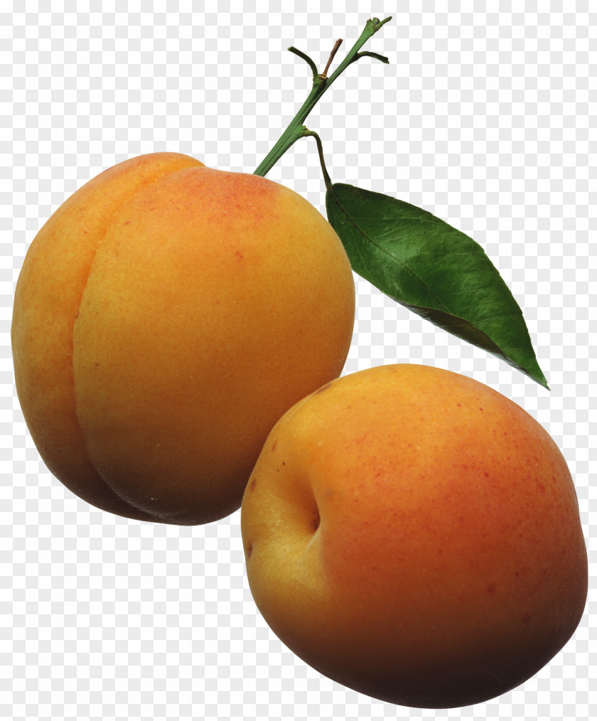 Apricots Cliparts Apricot Fruit Peach Clip Art PNG