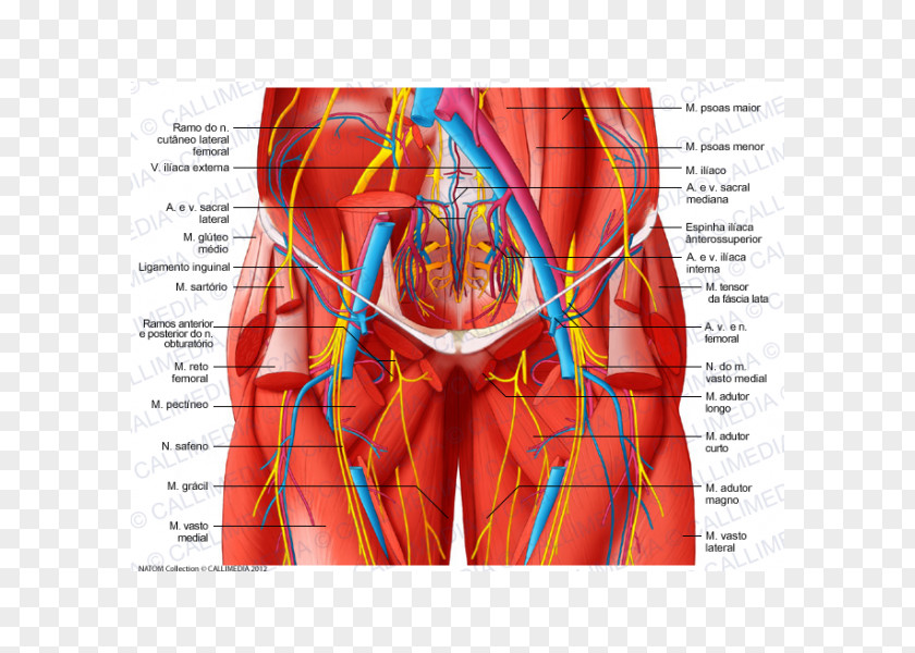 Arm Abdomen Nerve Anatomy Abdominal Wall Human Body PNG