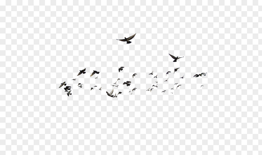 Birds Bird Migration Flock Earth Beak PNG