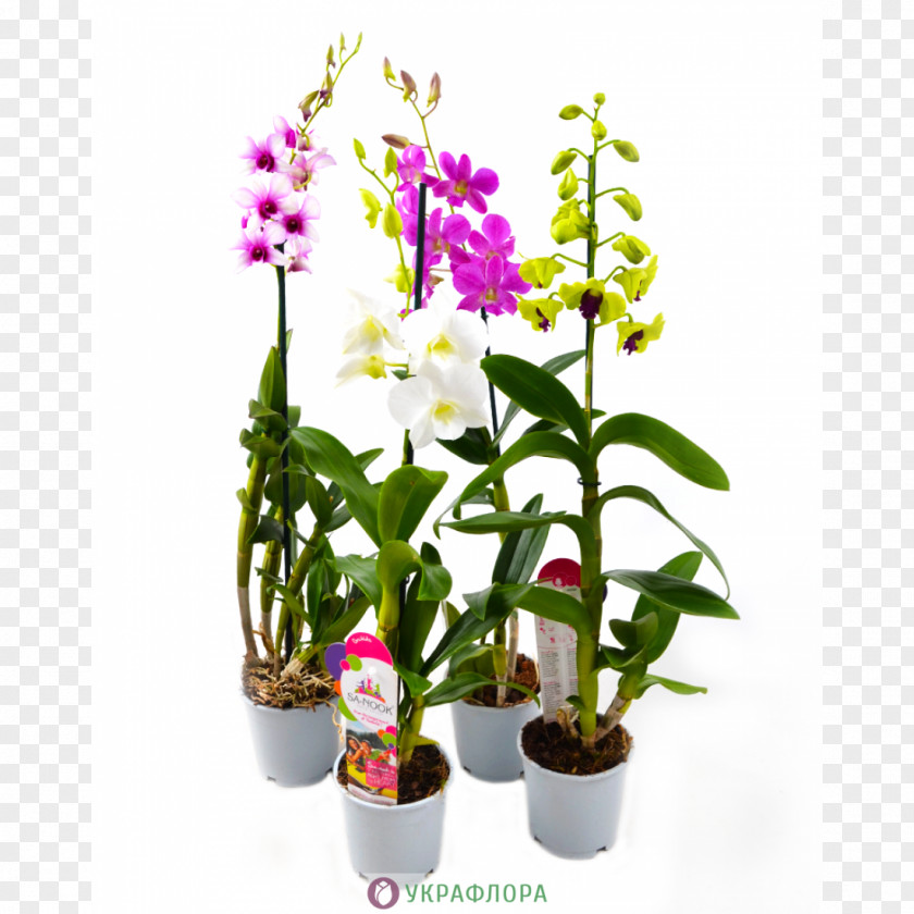 Dendrobium Moth Orchids Lady's-slipper Venus Slipper Plants PNG