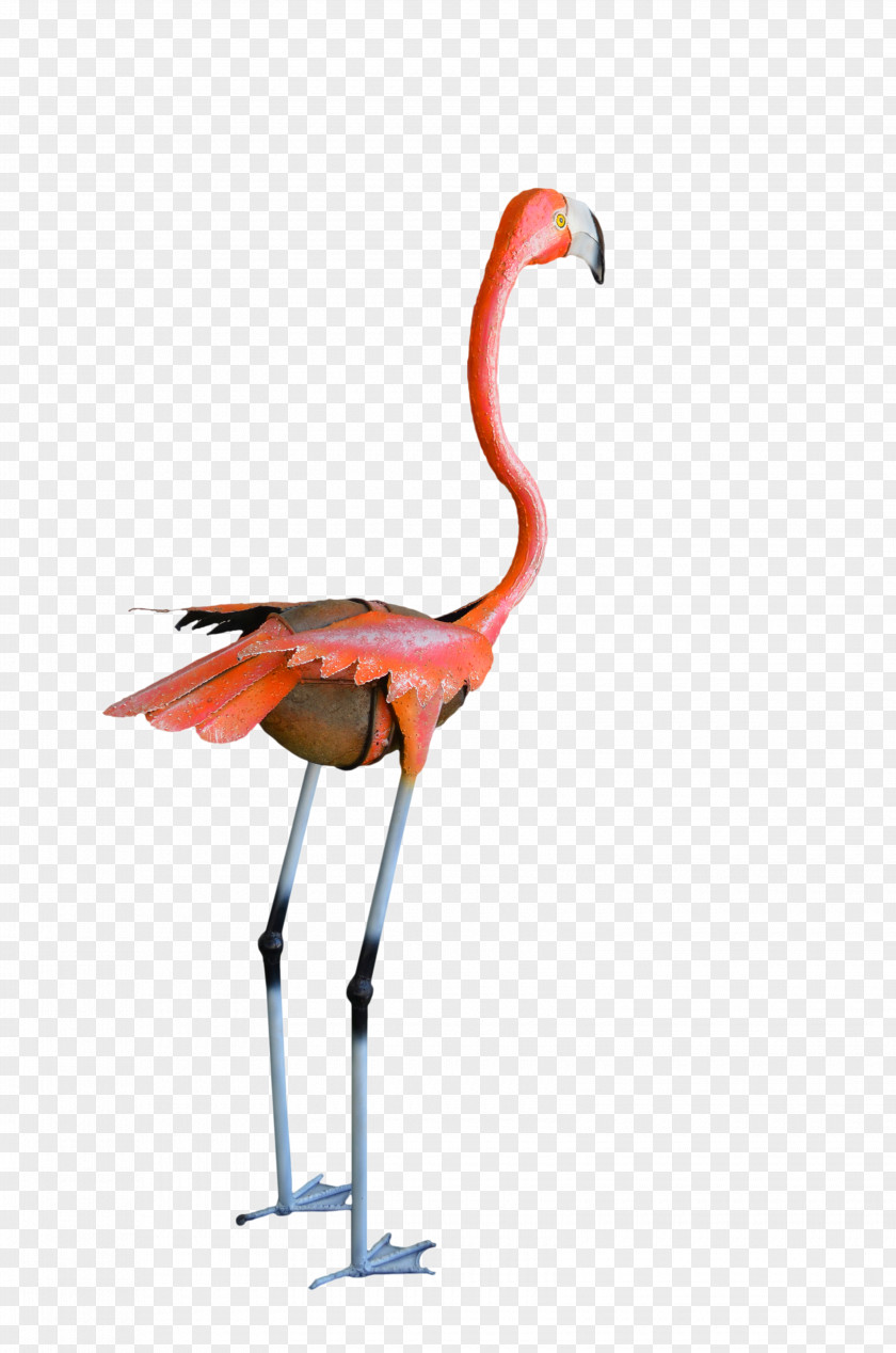 Flamingo Water Bird Vertebrate Crane Beak PNG