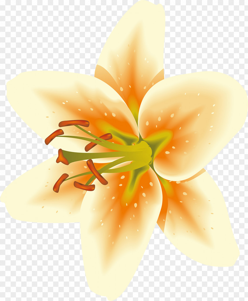 Lilly Flowering Plant Petal Pedagogy PNG