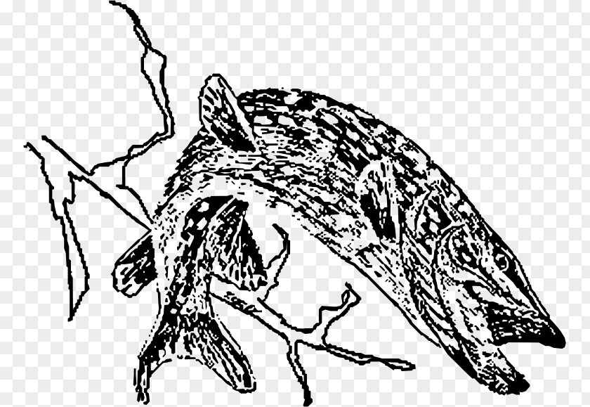 Northern Pike Drawing Line Art PNG