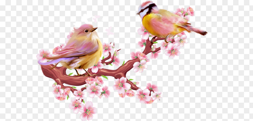Peach Blossom Birds PNG blossom birds clipart PNG
