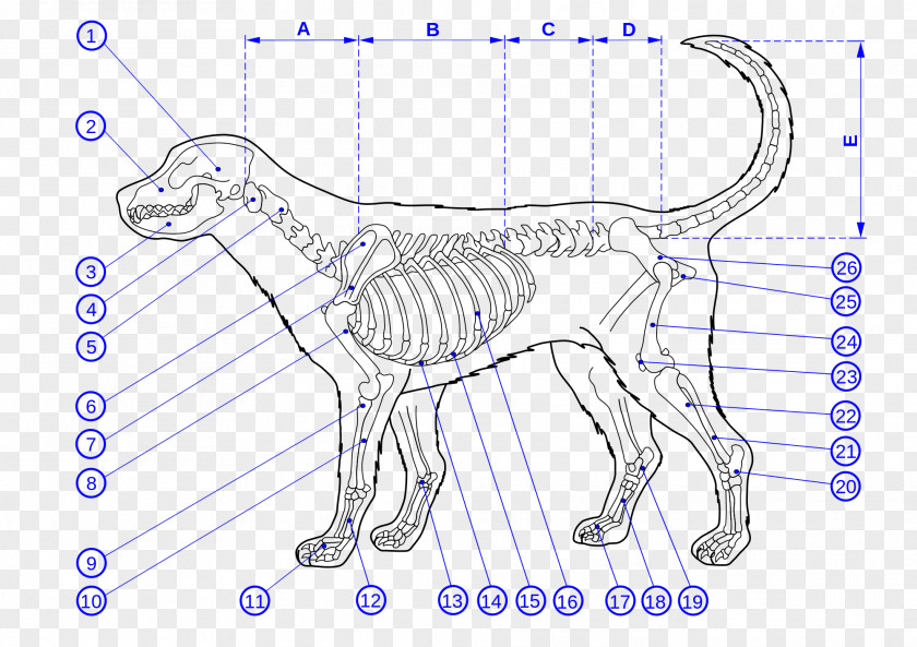 Dog Human Skeleton Bone Anatomy PNG