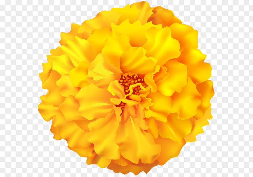 Orange Yellow Image Color Flower PNG