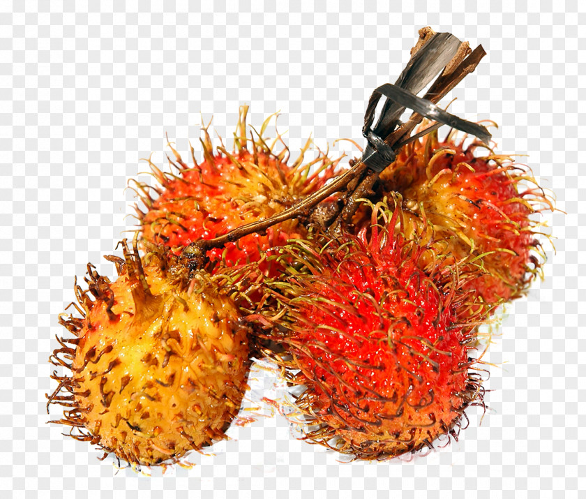 Rambutan Fruit PNG