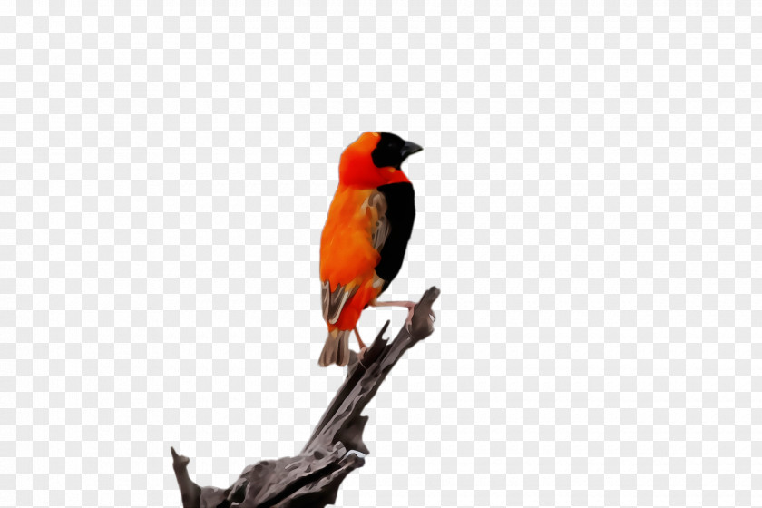 Songbird Branch Watercolor Animal PNG