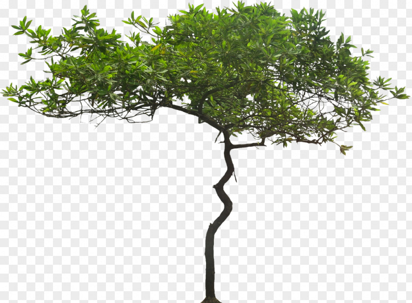 Trees Tree Tropics Arecaceae Plant PNG