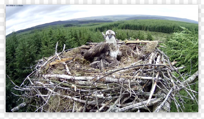 Bird Nest NEST+m Of Prey PNG