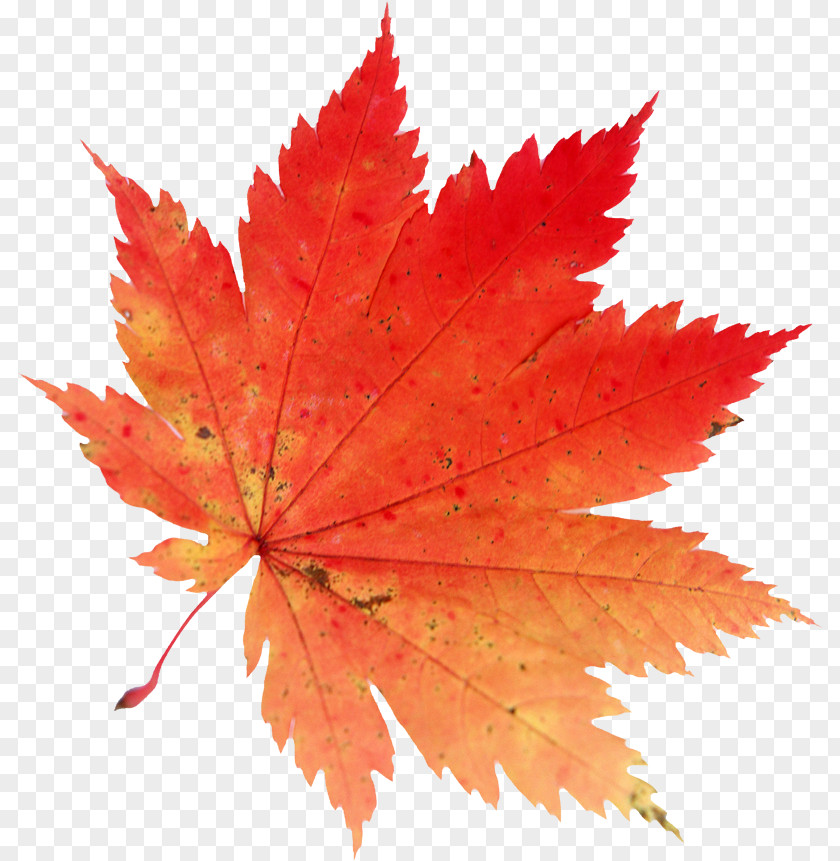Leaf Autumn Color Drawing Clip Art PNG