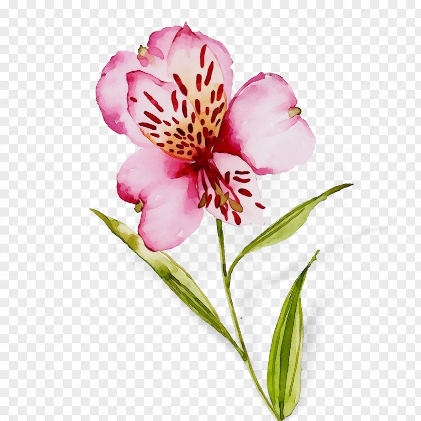 Perennial Plant Pedicel Watercolor Flower Background PNG