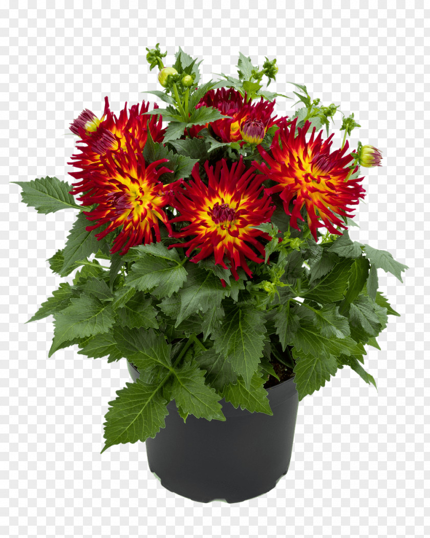 Red Chrysanthemum Dahlia Pinnata Tuber Flower Plant PNG