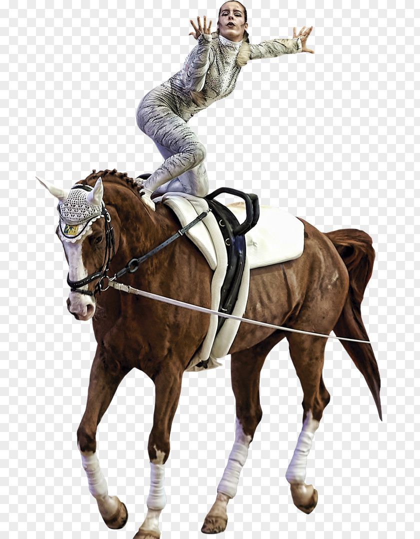 Copa Del Mundo Equestrian Horse Rein Stallion Bridle PNG