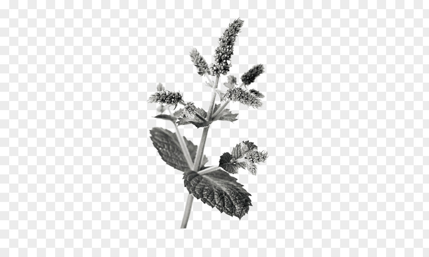 Mint Chinese Herbology Crude Drug Mentha Spicata PNG