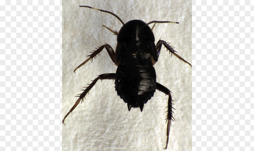 Owairaka Domain Tryonicidae Tryonicus CassidinaeBeetle Beetle Mount Albert PNG